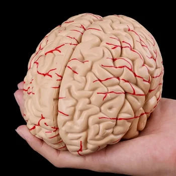 Gyvenimo Dydis Suaugusiųjų Smegenų Anatomijos Modelis Su Ekrano Bazės Anatomijos Modeliai Mokslas Klasėje Tyrimo Mokymosi & Lab Mokymo